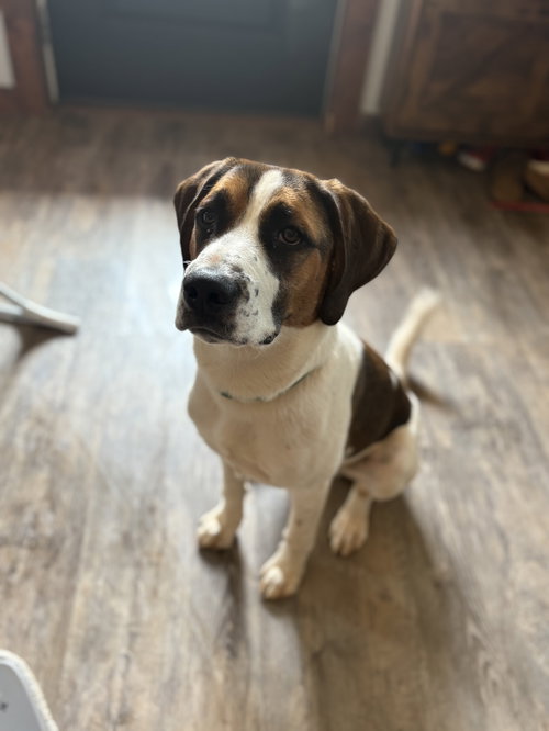 Cooper photo 2