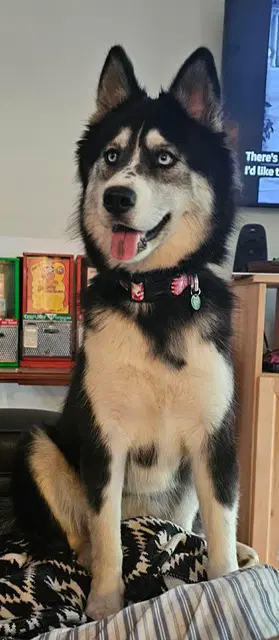 Loki - Husky