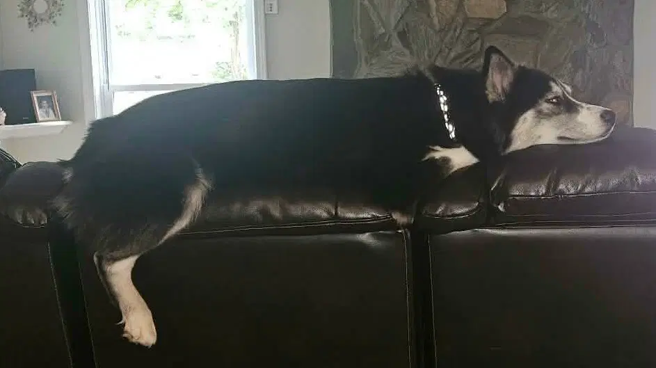 Missy image 3