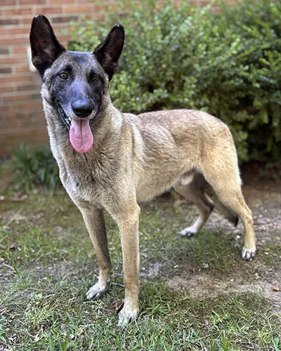 Richard - Belgian Shepherd Malinois