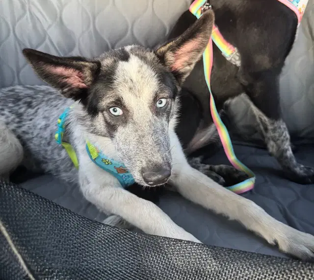 Lilly - Australian Cattle Dog/Blue Heeler