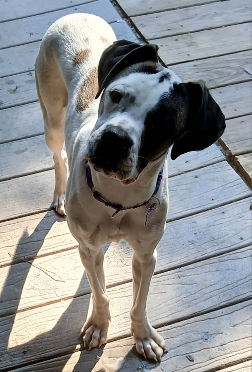 picture of the dog needing adoption