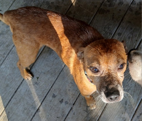 picture of the dog needing adoption