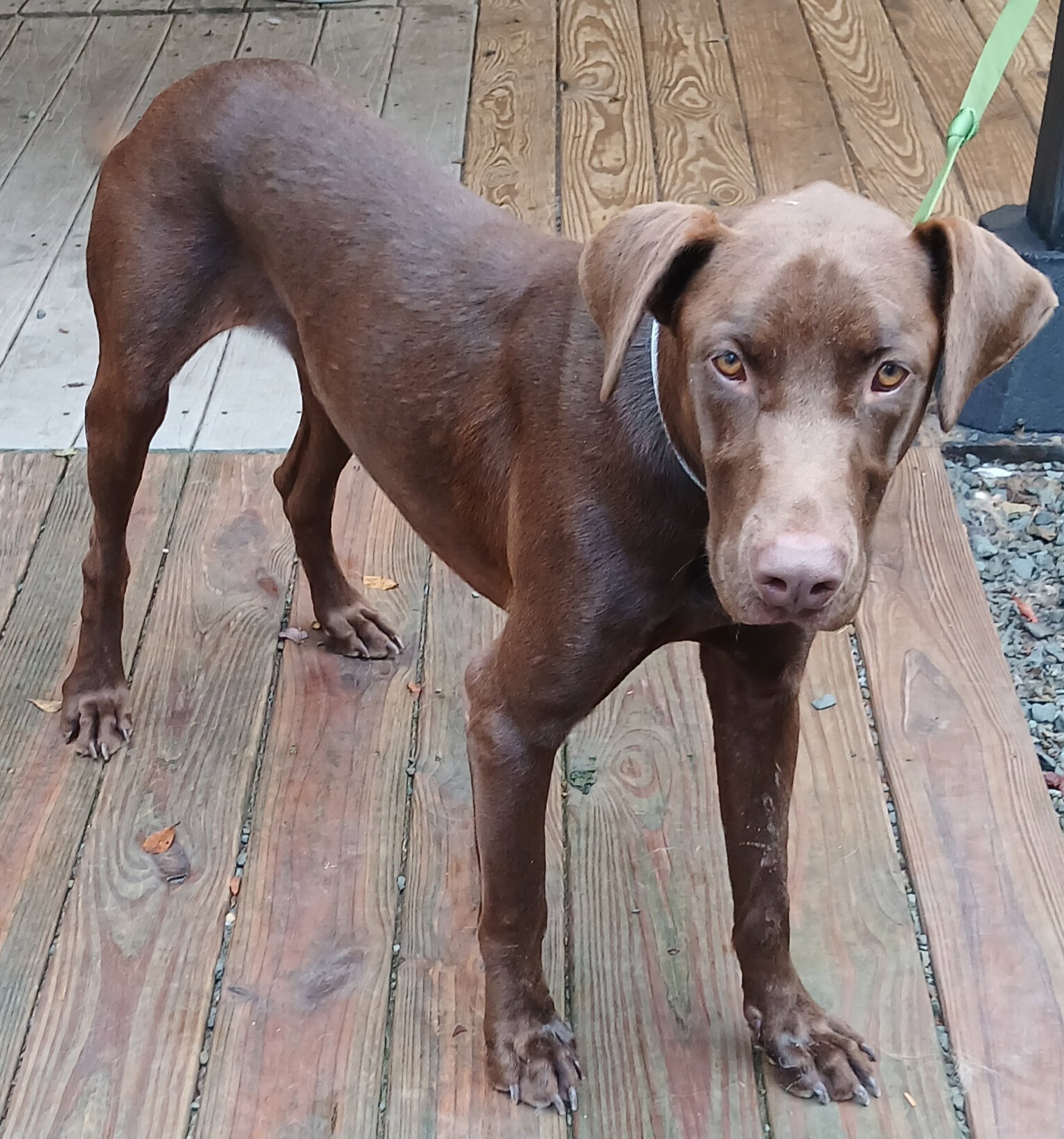 Hershal, dog — photo 1 of 4