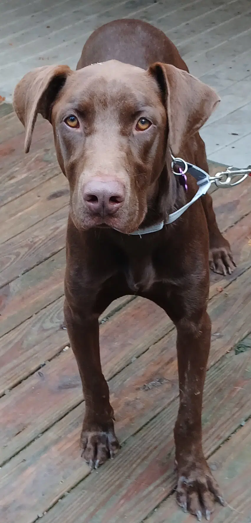 Hershal image 3
