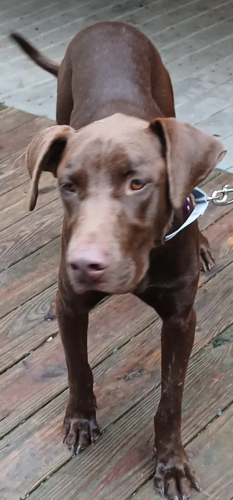 Hershal image 4