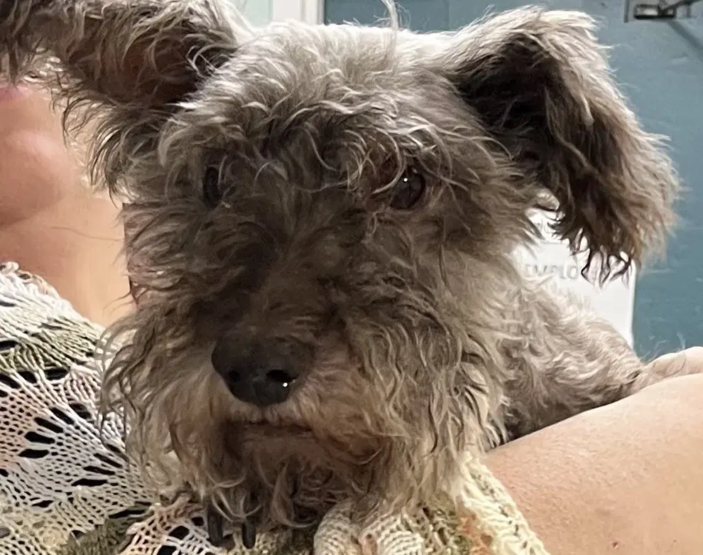 Smokey - Schnauzer