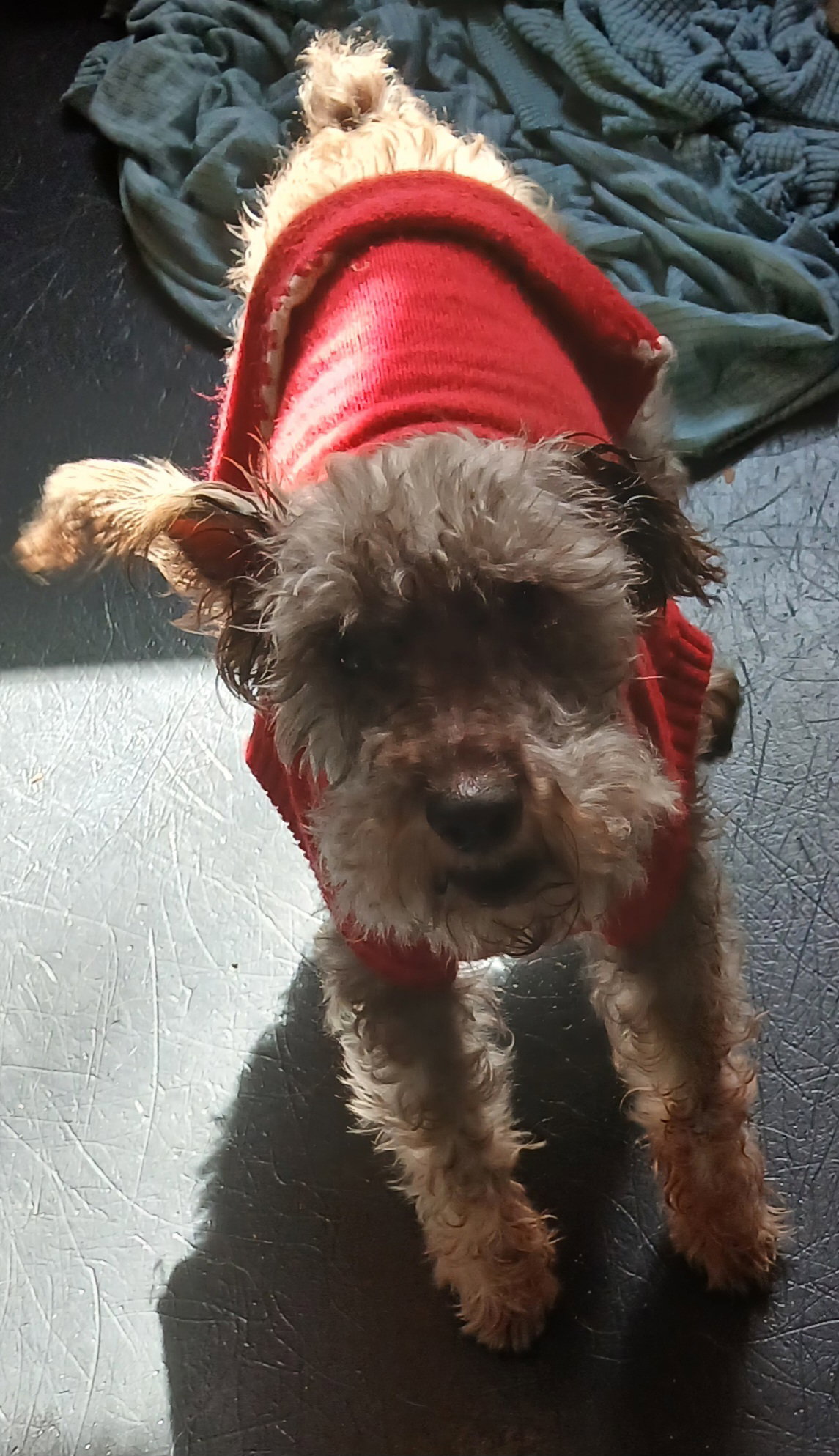 Smokey, photo 3