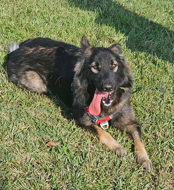 Suki image 2