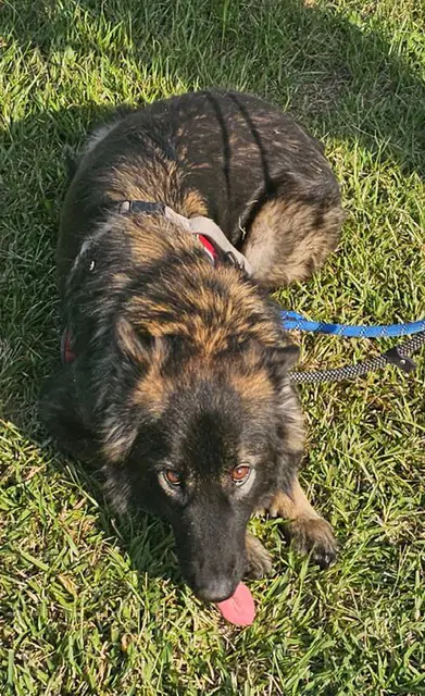 Suki image 3