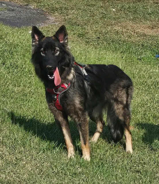 Suki image 4