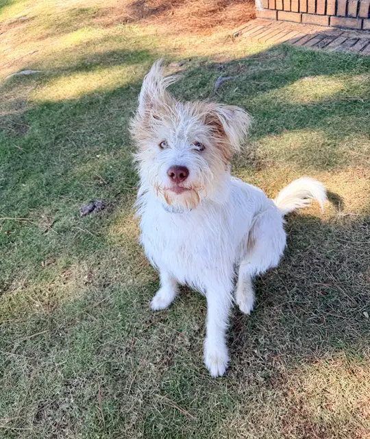 Ralph - Wheaten Terrier