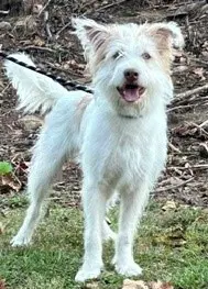 Ralph image 3