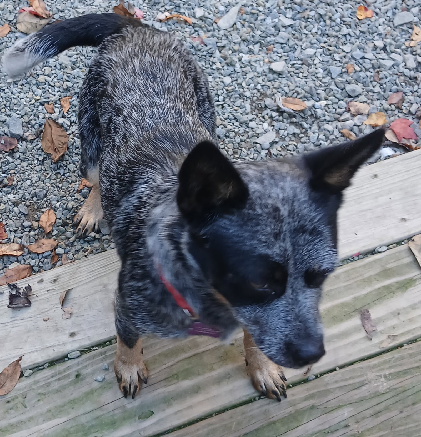 Molly, photo 3