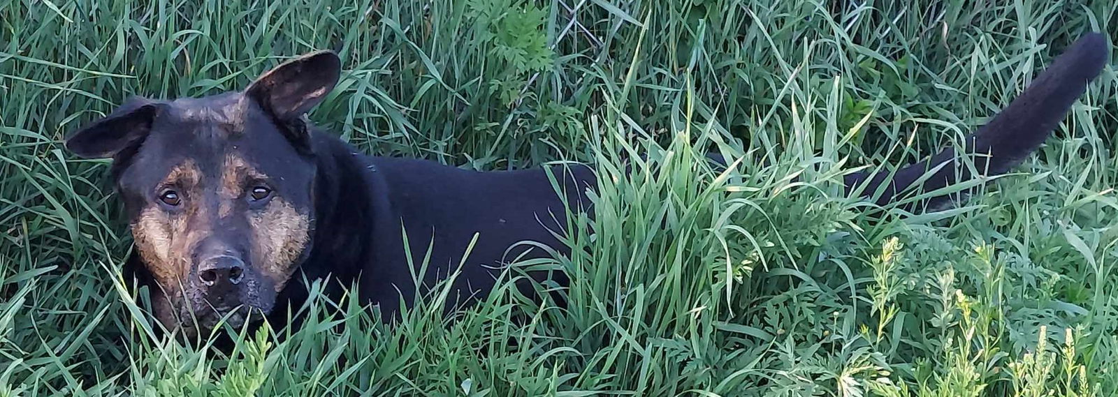 adoptable Dog in Webster, WI named Roscoe