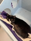 Muffin - Photo 4