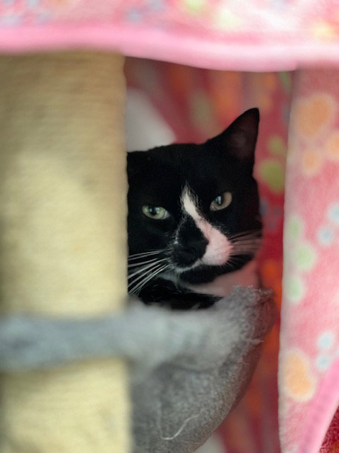 MUFFIN - Domestic Short Hair available for adoption