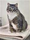 adoptable Cat in webster, WI named Monica
