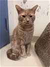 adoptable Cat in webster, WI named Leo