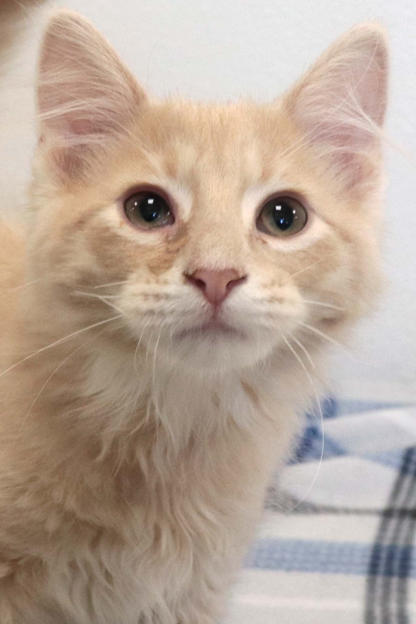 Cats for Adoption in Sandstone, Minnesota Alpha Paw