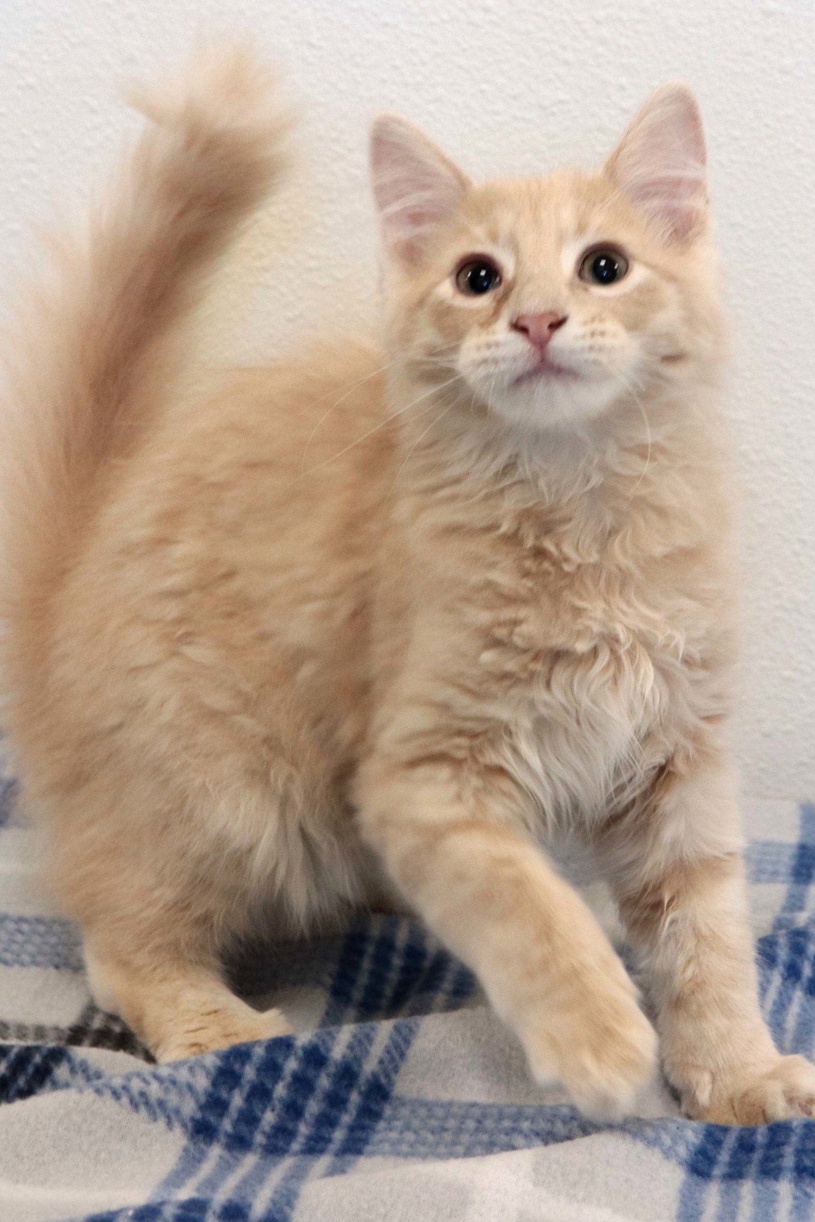Cats for Adoption in Sandstone, Minnesota Alpha Paw