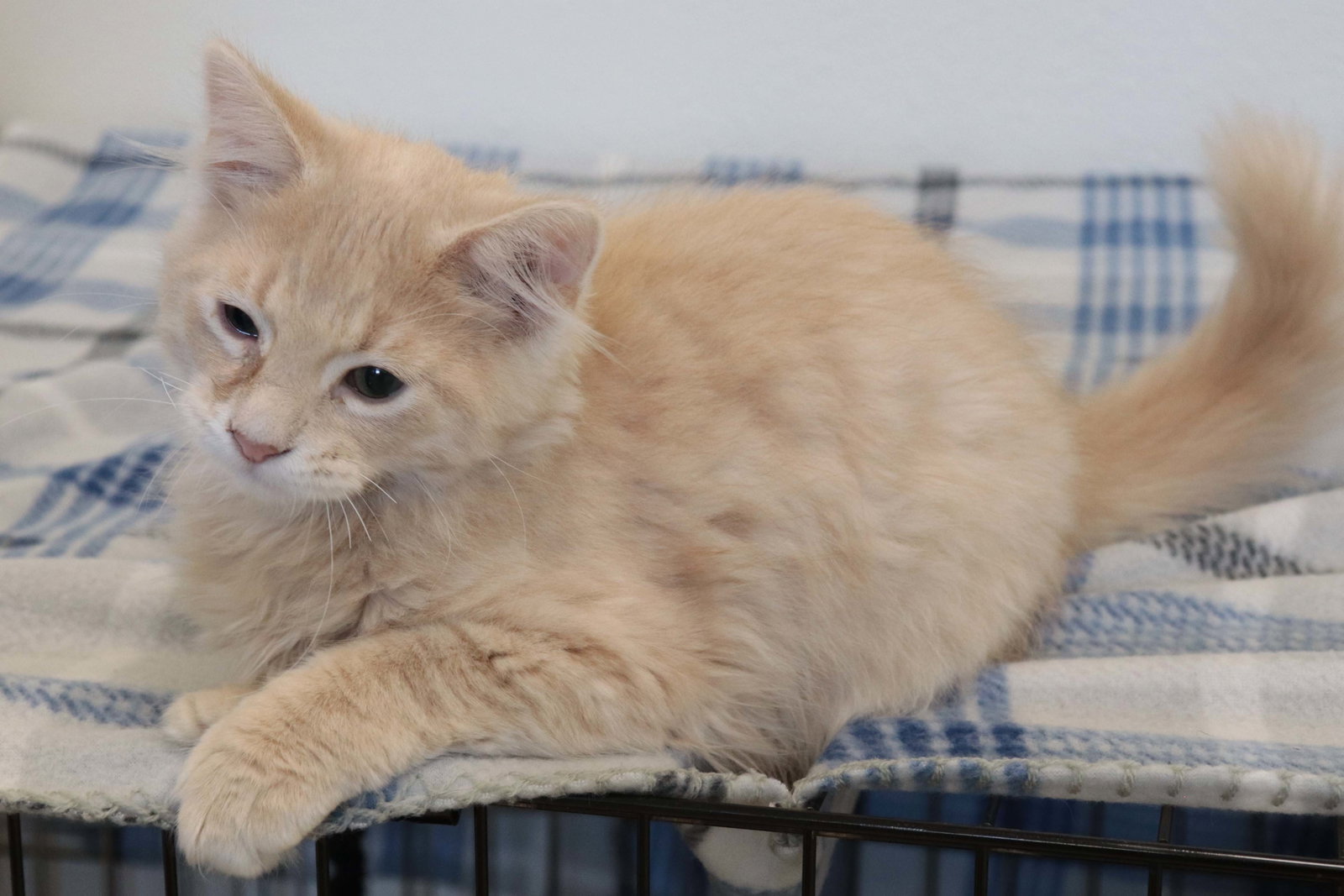 Cats for Adoption in Sandstone, Minnesota Alpha Paw