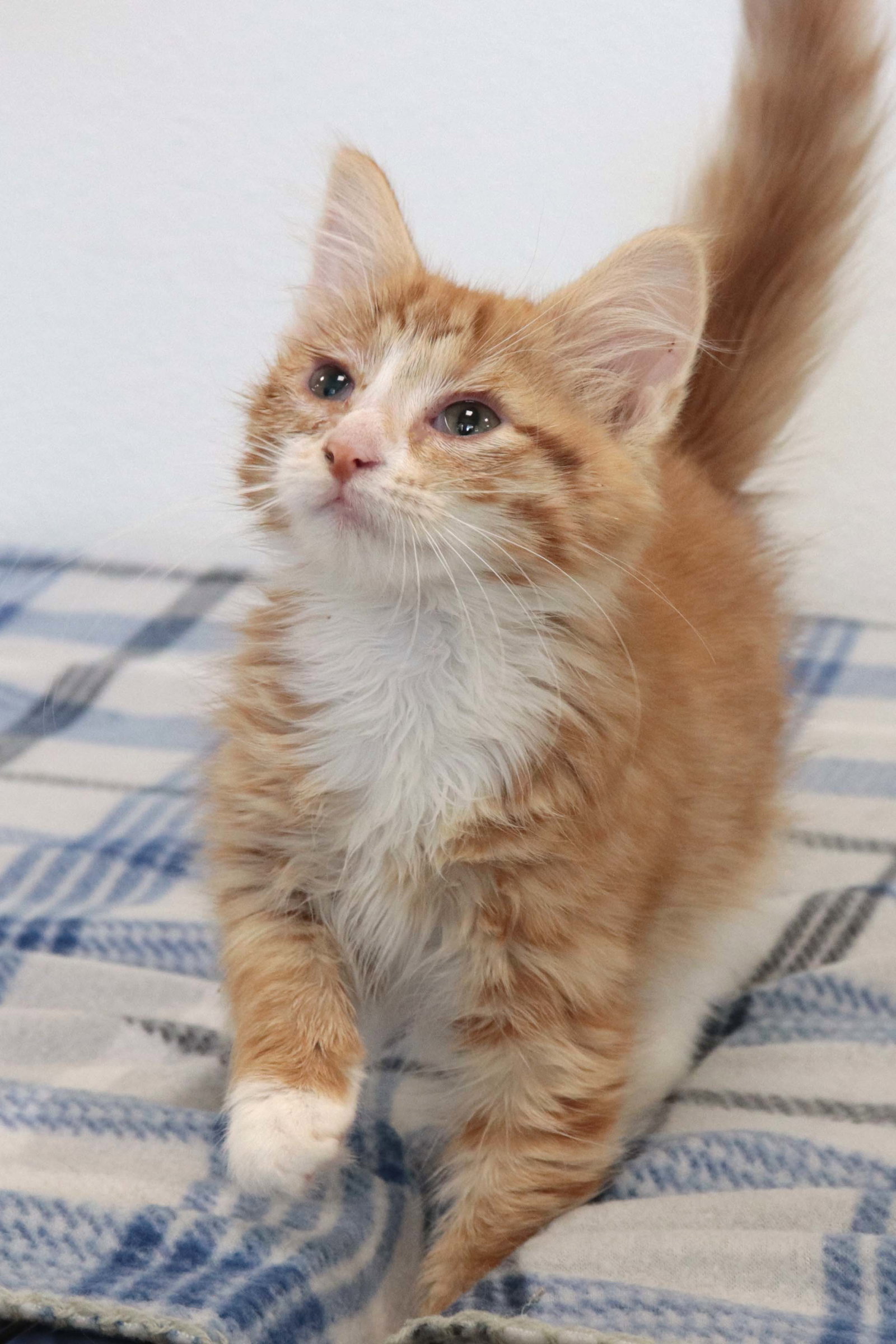 Cats for Adoption in Sandstone, Minnesota Alpha Paw