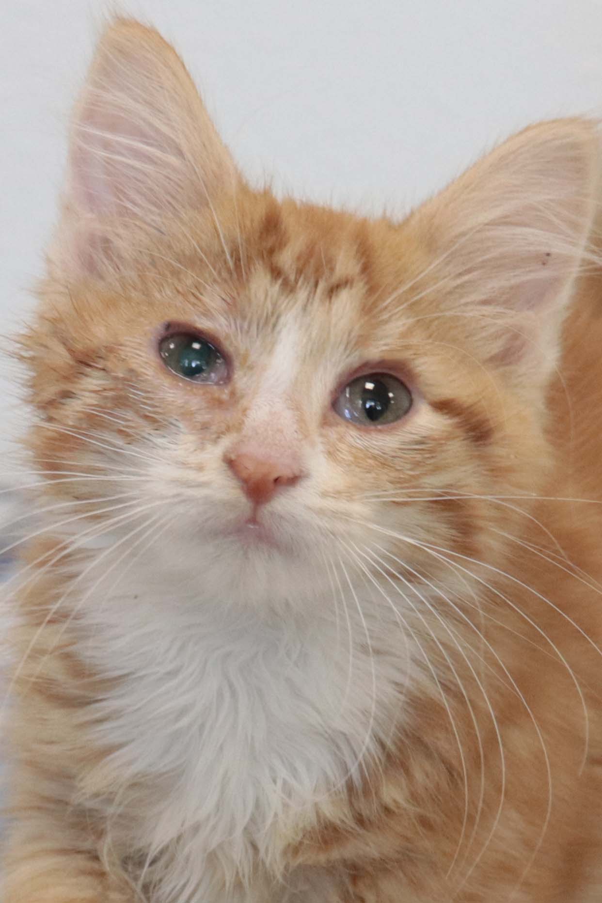 Cats for Adoption in Sandstone, Minnesota Alpha Paw