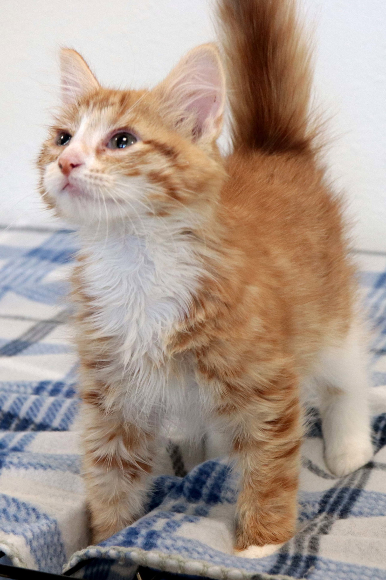 Cats for Adoption in Sandstone, Minnesota Alpha Paw