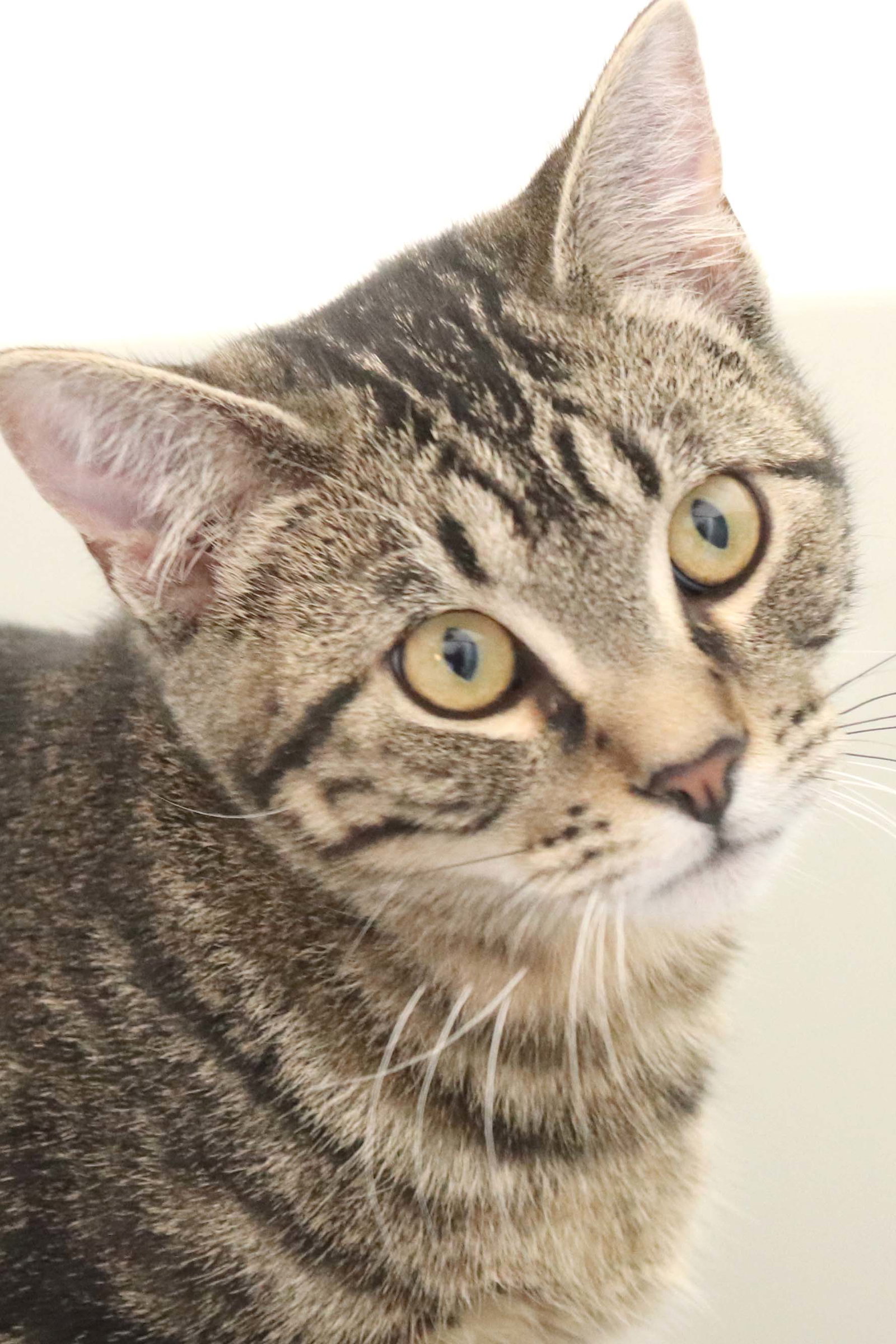 Cats for Adoption in Sandstone, Minnesota Alpha Paw