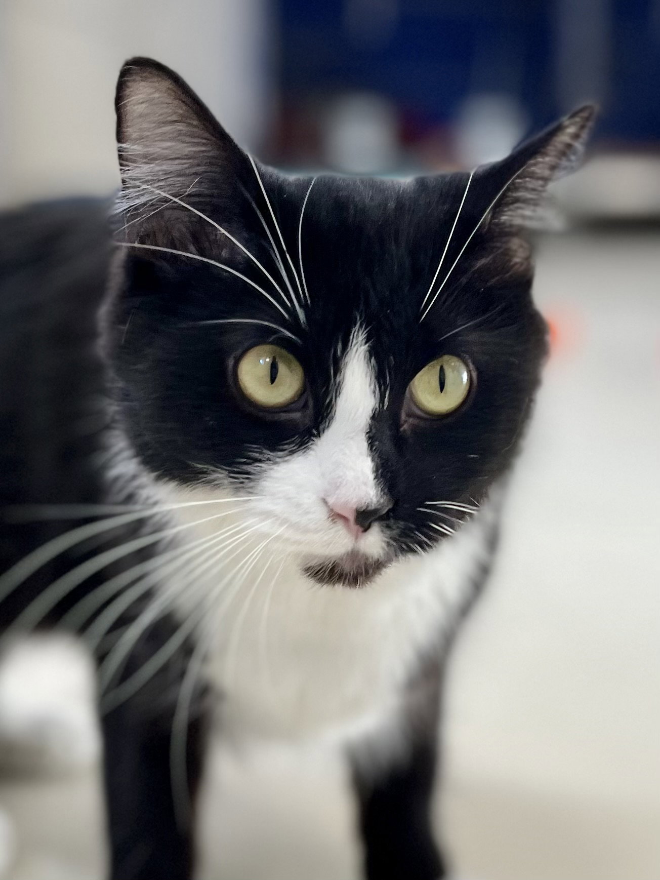 Cats for Adoption in Scandia, Minnesota Alpha Paw