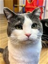 adoptable Cat in , WI named Castiel