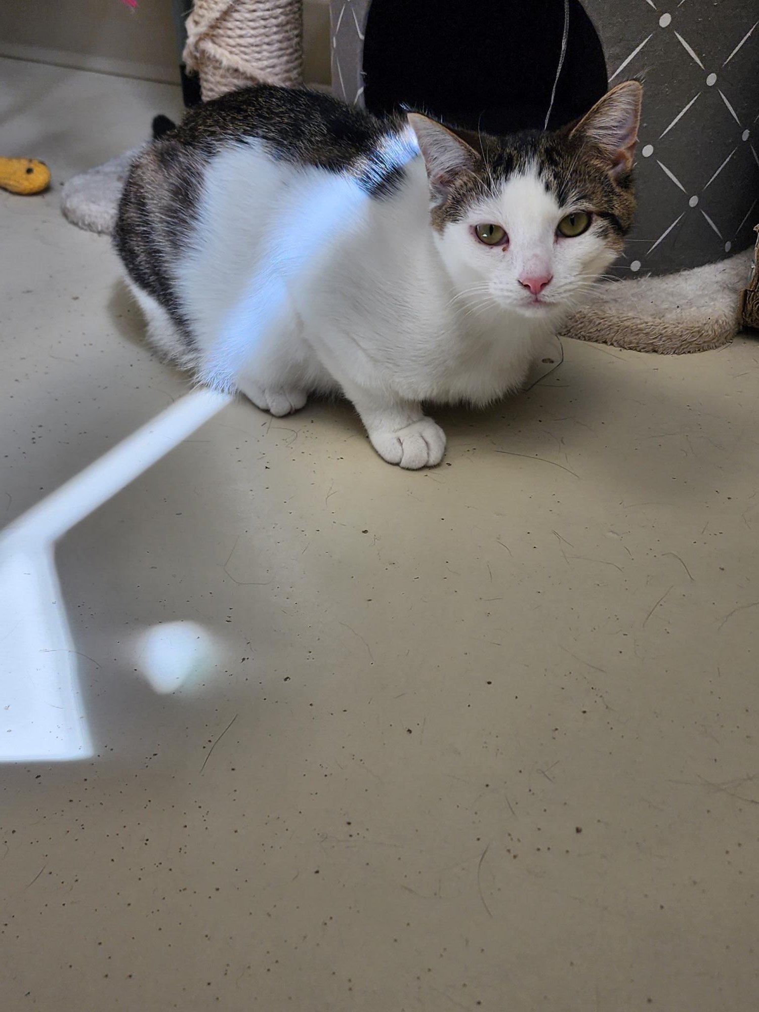 adoptable Cat in Webster, WI named Dawn