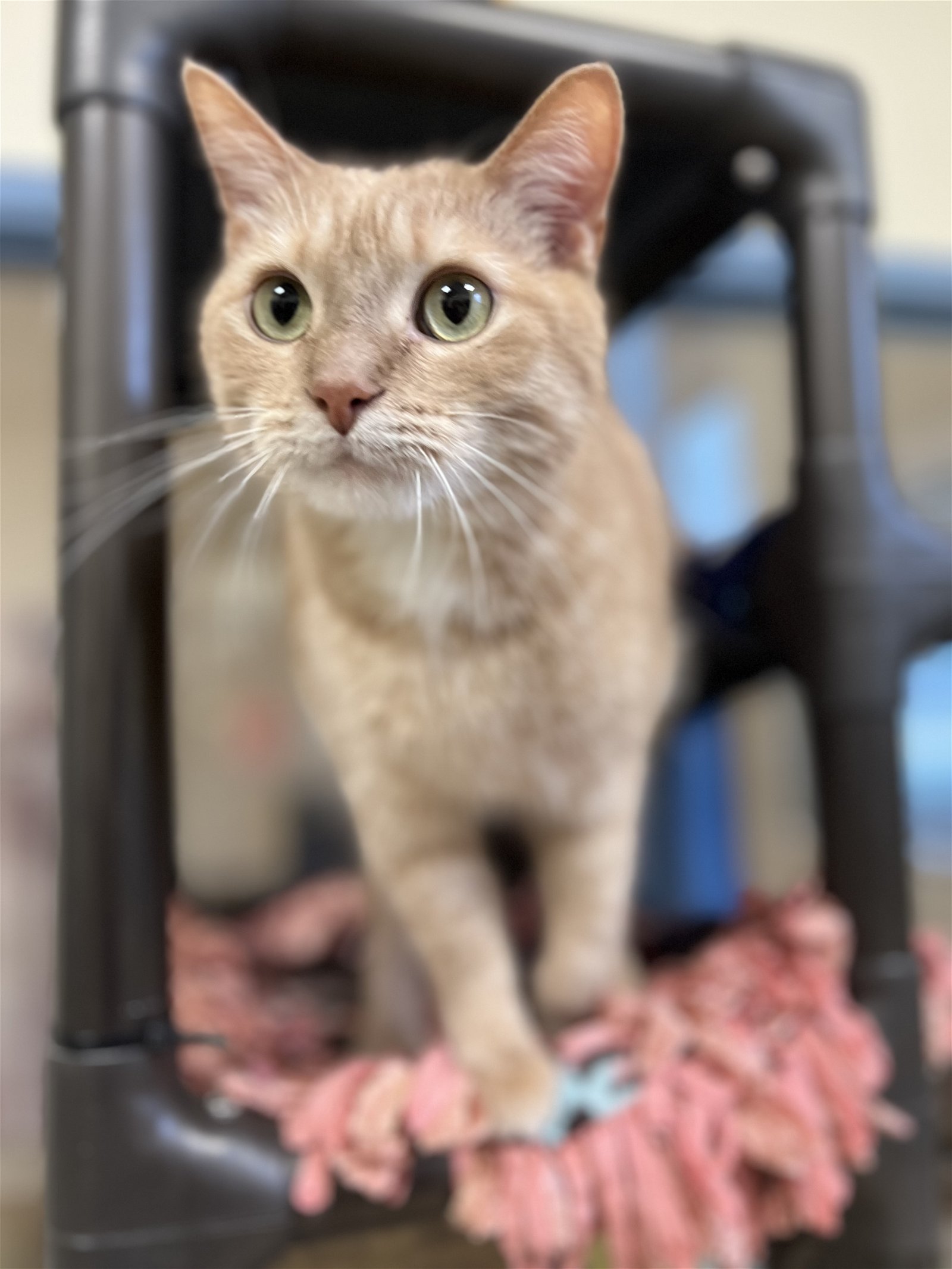 adoptable Cat in Webster, WI named Percy