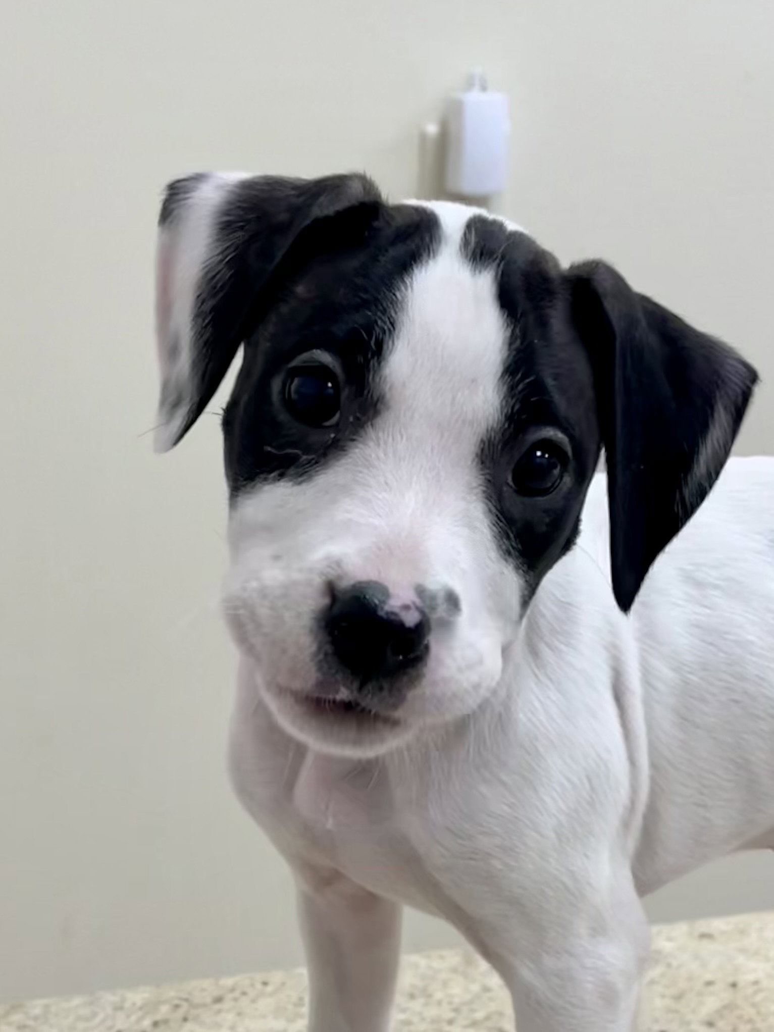 Dog adoption in ster, WI 54893 Pit Bull Terrier / Mixed (short coat