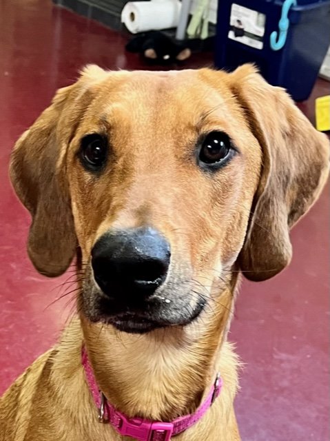 adoptable Dog in Webster, WI named Cannoli