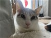 adoptable Cat in webster, WI named Kat