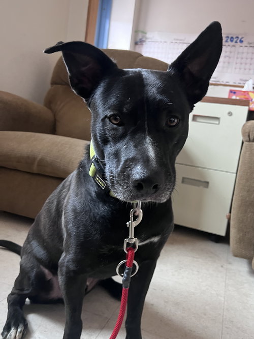 Jasper, an adoptable Labrador Retriever in Webster, WI