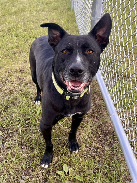 Jasper, an adoptable Labrador Retriever in Webster, WI