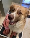 adoptable Dog in , WI named Mystic