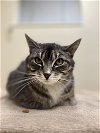 adoptable Cat in webster, WI named Shelli