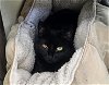 adoptable Cat in webster, WI named Viola