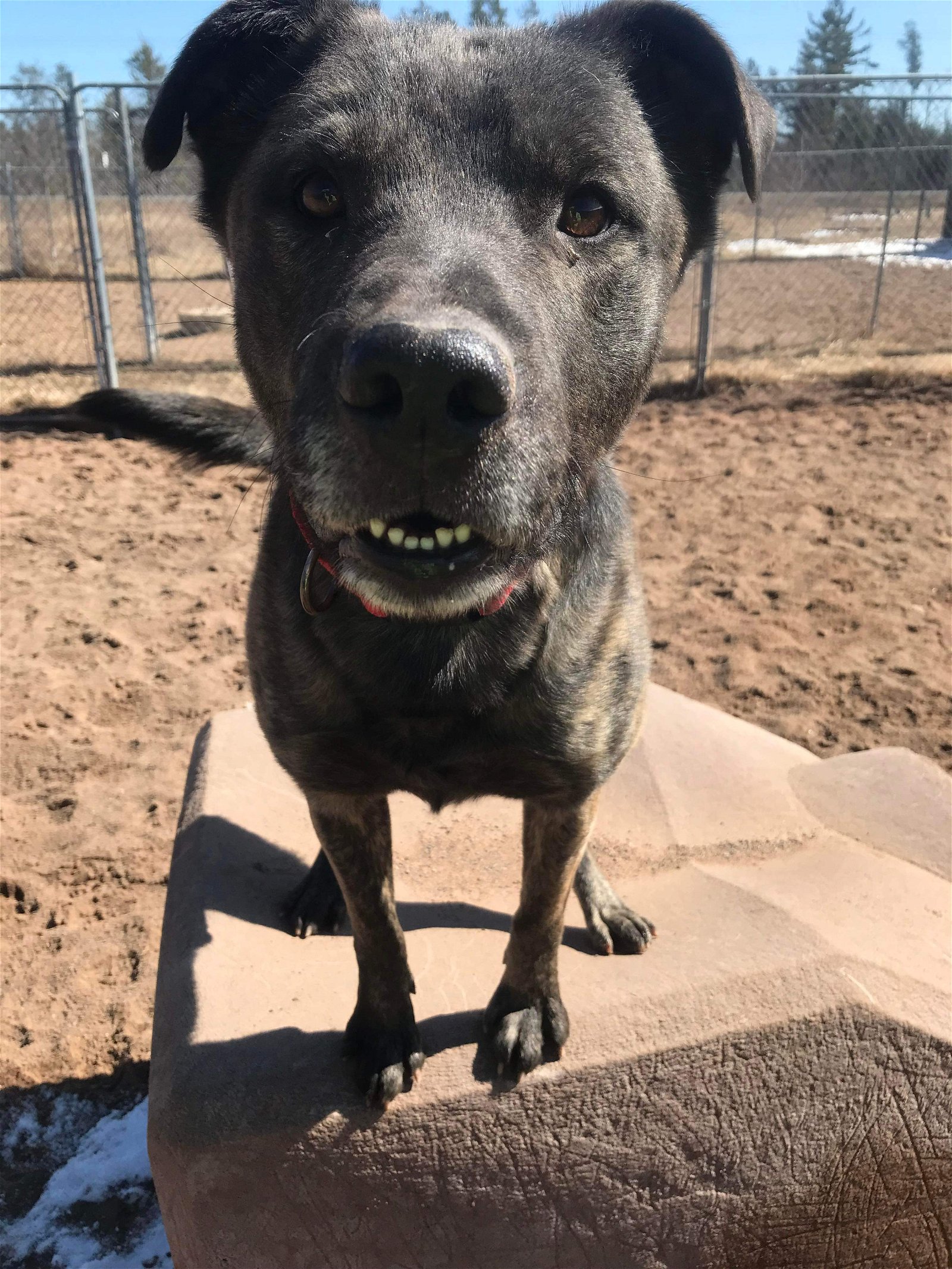 adoptable Dog in Webster, WI named Knox