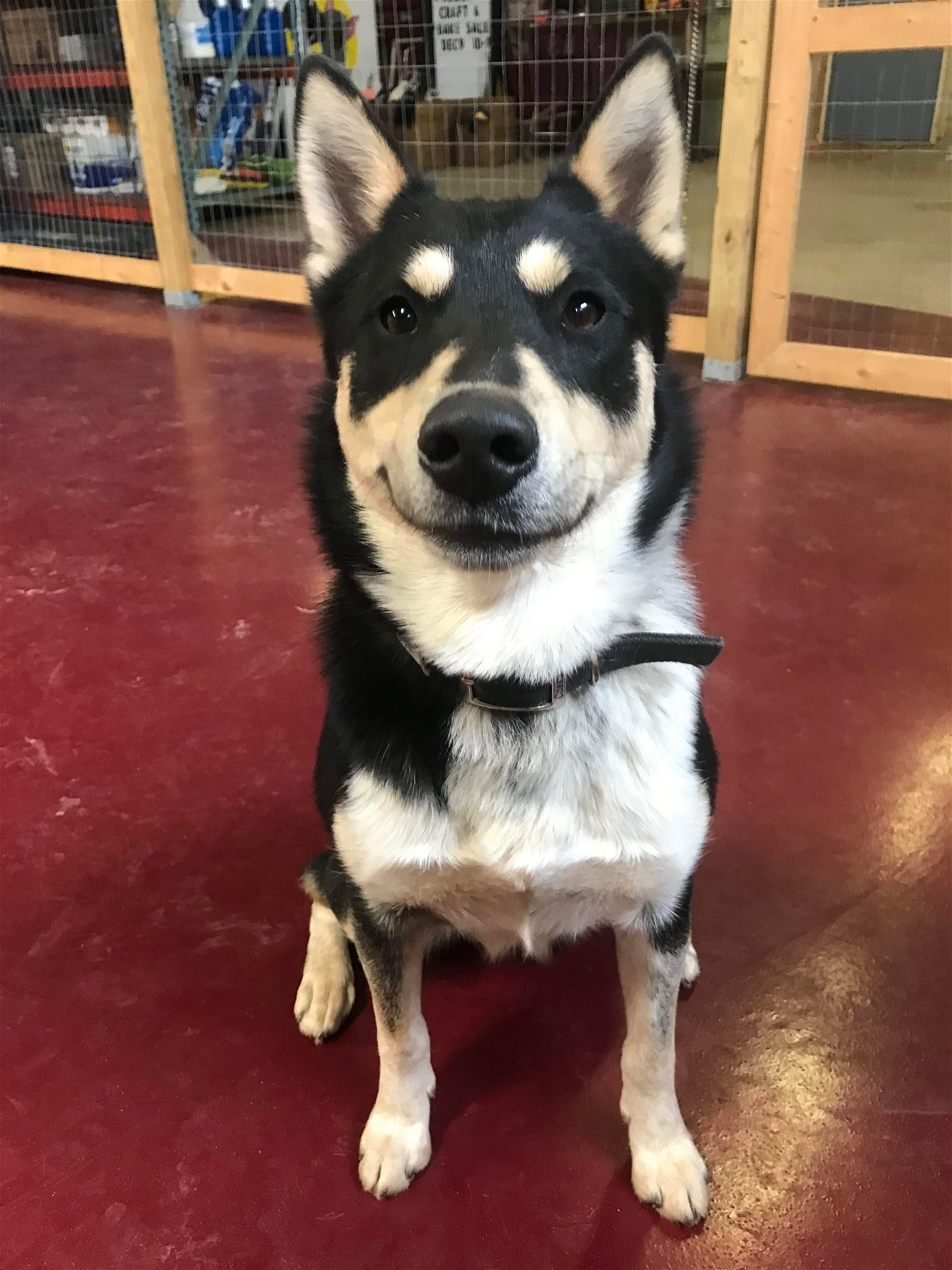 adoptable Dog in Webster, WI named Simba