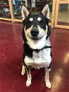 adoptable Dog in , WI named Simba