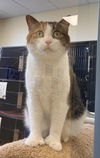 adoptable Cat in Webster, WI named Birdie