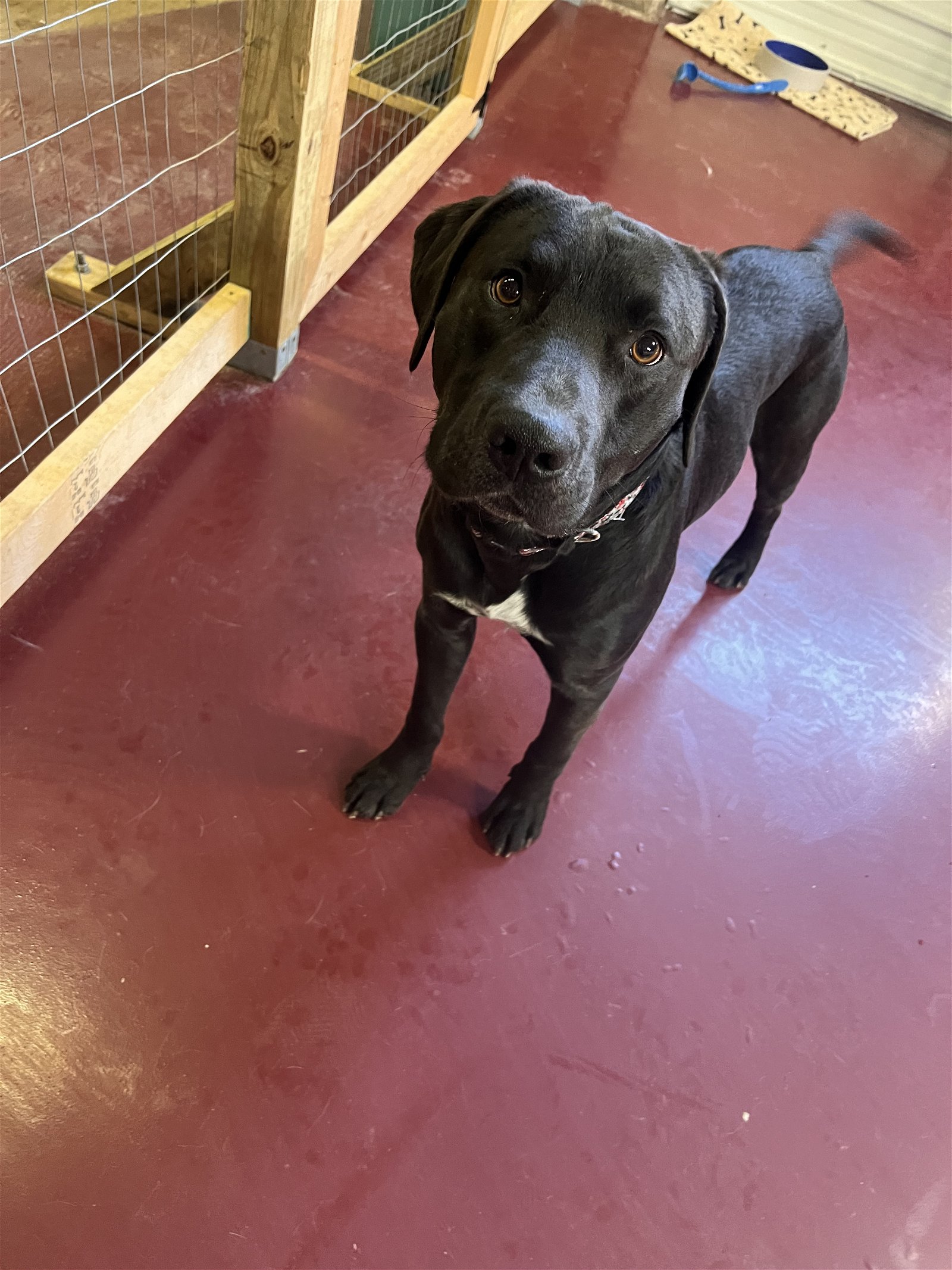 adoptable Dog in Webster, WI named Pixel