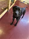adoptable Dog in , WI named Pixel