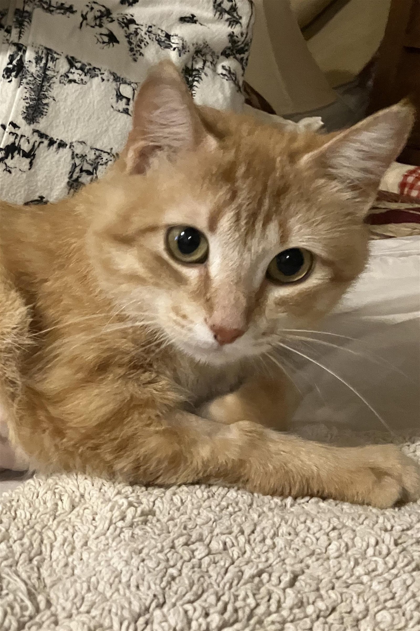 adoptable Cat in Webster, WI named Yannie