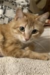 adoptable Cat in webster, WI named Yannie
